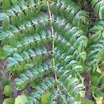 Caesalpinia bonduc Blad