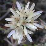 Achyrachaena mollis Flower