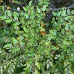 Nothofagus solandri Ліст