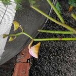 Papilionanthe teres Flower