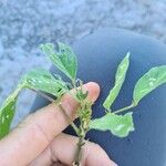 Desmodium tortuosum Yaprak