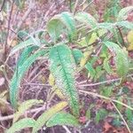 Buddleja albiflora Ліст