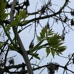 Fraxinus excelsior Leaf