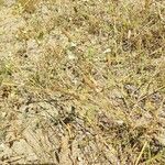 Pycnocomon rutifolium Hábito