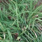 Hemerocallis citrina পাতা