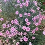 Dianthus plumarius Elinympäristö