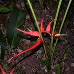 Heliconia secunda Цветок