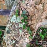 Microgramma vacciniifolia 葉