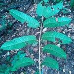 Protium opacum Hoja