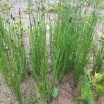 Equisetum ramosissimum पत्ता