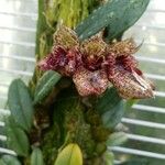 Bulbophyllum frostii Кветка