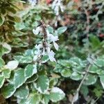 Coleus madagascariensis Flower