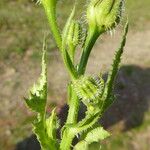 Urospermum picroides Habit