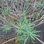Euphorbia dendroides Leaf