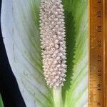 Spathiphyllum montanum Çiçek