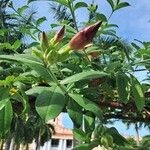 Allamanda blanchetii Flower