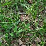 Allium massaessylum Likasa