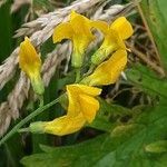 Lathyrus pratensis Flower