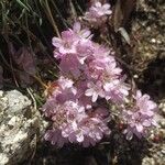 Armeria multiceps Квітка