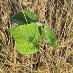 Abutilon mauritianum葉