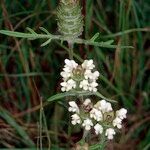 Prunella laciniata Mosusu