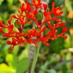 Jatropha podagrica Fleur