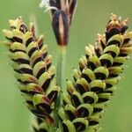 Carex nigra Fruit