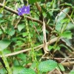 Stachytarpheta urticifolia Çiçek