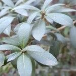 Dasyphyllum diacanthoides Yaprak