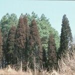 Cryptomeria japonica Агульны выгляд