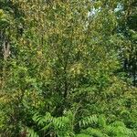 Acer spicatum موطن