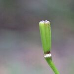 Lilium henryi Fruit