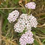 Achillea millefolium Flower