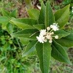 Croton mauritianus Leht