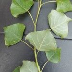Populus x canadensis Frunză