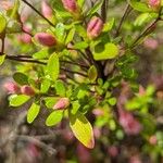 Rhododendron prinophyllum Hoja