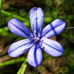Aphyllanthes monspeliensis Blomma