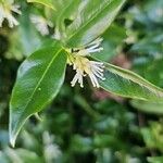 Sarcococca orientalis Květ