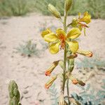 Hoffmannseggia glauca Blomma