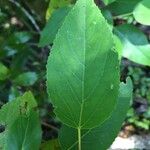 Aristotelia chilensis Blad