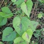 Ipomoea lacunosa Blatt