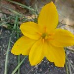Zephyranthes citrina Λουλούδι