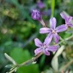 Plumbago europaea Flower