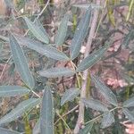 Senna pendula Leaf