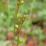 Carex alba 整株植物