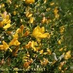 Genista monspessulana Máis