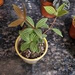 Peperomia quadrangularis Hoja