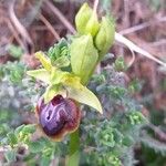 Ophrys sphegodes Květ