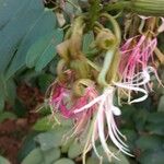 Bauhinia ungulata 花