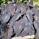 Colocasia esculentaFrunză